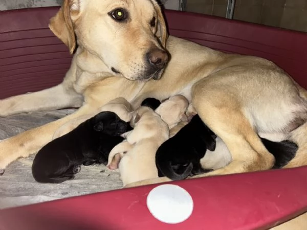 Labrador cucciolata di Kalispo e Jago 8 cuccioli di alta genealogia nati il 18 aprile 20 | Foto 1