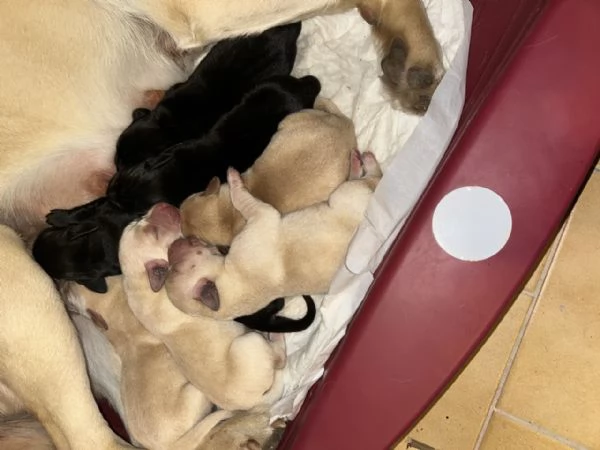 Labrador cucciolata di Kalispo e Jago 8 cuccioli di alta genealogia nati il 18 aprile 20 | Foto 0
