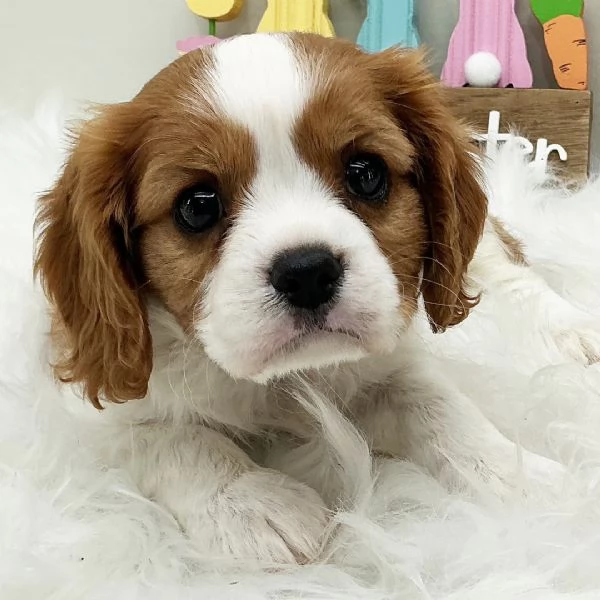  regalo cavalier king cuccioli meravigliosi  nati in casa da nostri esemplari ipertipici carattere 