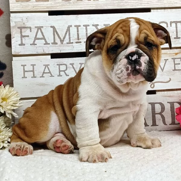 REGALO BULLDOG INGLESE CUCCIOLI CON PEDIGREE   BULLDOG INGLESE PELO CORTO TAGLIA PICCOLA MOLTO BELLI