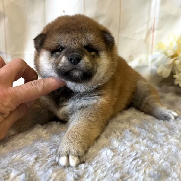 REGALO due cuccioli di Shiba Inu per ladozione   disponibili per una buona case i cuccioli sono be