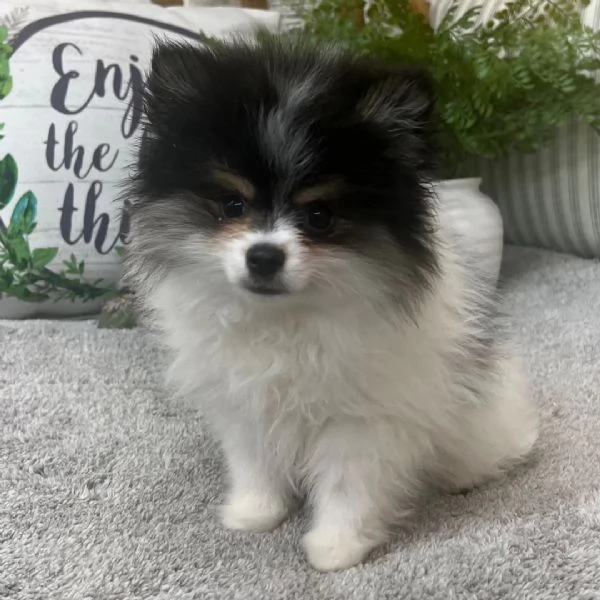 Regalo Cuccioli di volpino di pomerania   Pomerania maschi e femmine vaccinati sverminati e con mic