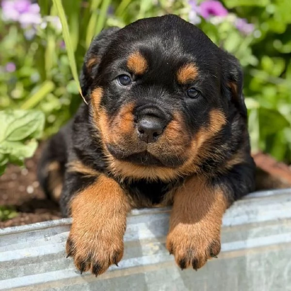 Regalo ROTTWEILER CUCCIOLI MASCHIO E FEMMINA   bellissimo cuccioli di rottweiler maschio e femmin