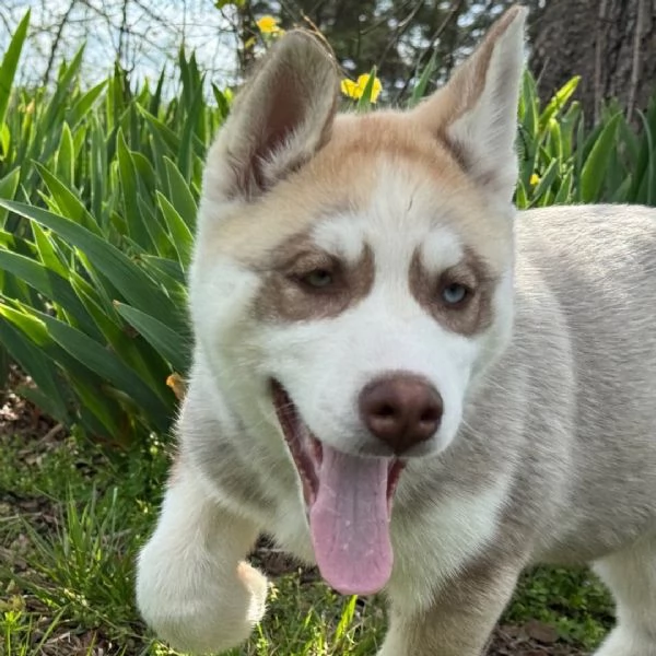 Regalo Siberian Husky cuccioli maschio e femmina   contatto con me via email