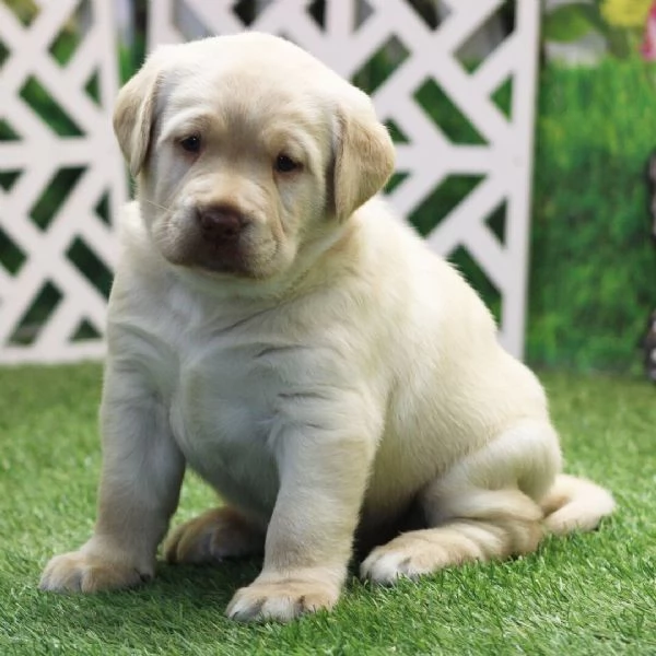  Regalo CUCCIOLI LABRADOR   BELLISSIMI CUCCIOLI DI LABRADOR DI PRIMA SCELTA IN PRONTA CONSEGNA MICRO