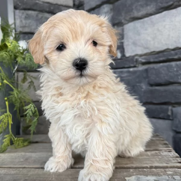 REGALO Dolci cuccioli Maltese per ladozione   abbiamo cuccioli Maltese molto felice e sorprendente