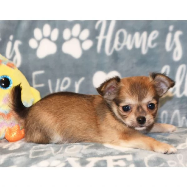 Regalo CHIHUAHUA MERAVIGLIOSI   cuccioli di chihuahua ottima genealogia gia vaccinati sverminati e