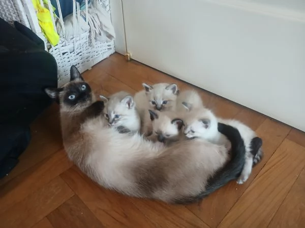 Cuccioli siamesi seal tabby point