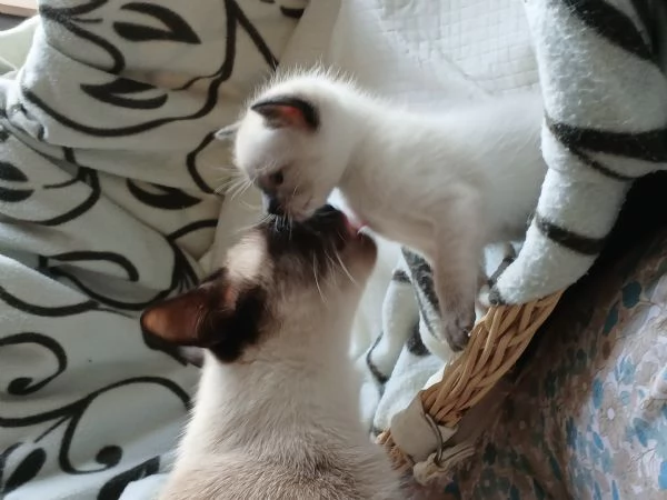 Cuccioli siamesi seal tabby point | Foto 3
