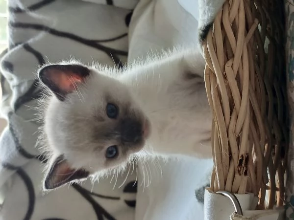 Cuccioli siamesi seal tabby point | Foto 2