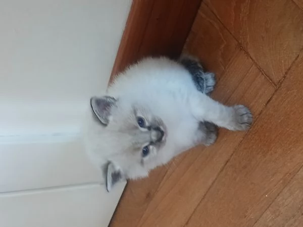 Cuccioli siamesi seal tabby point | Foto 1