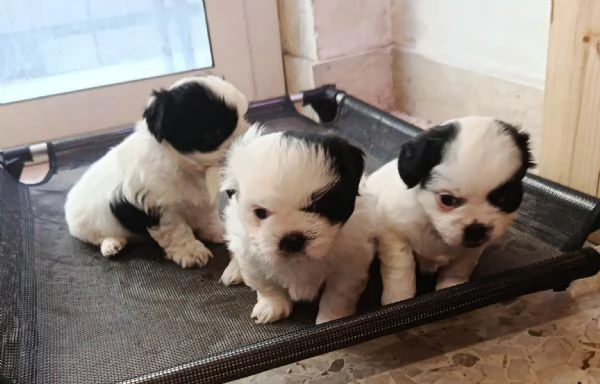 cuccioli  shitzu al 90 