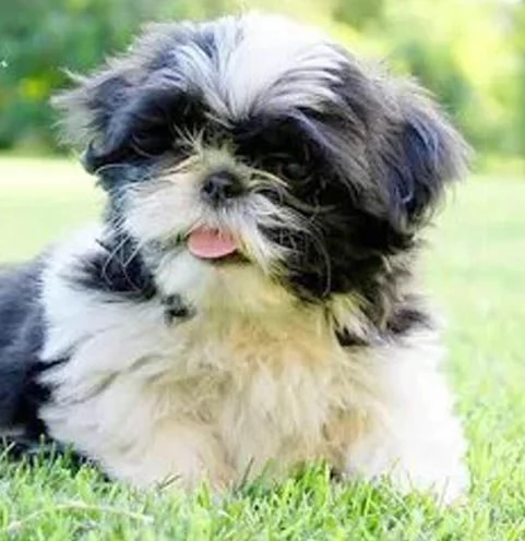 cuccioli meticci shitzu al 75