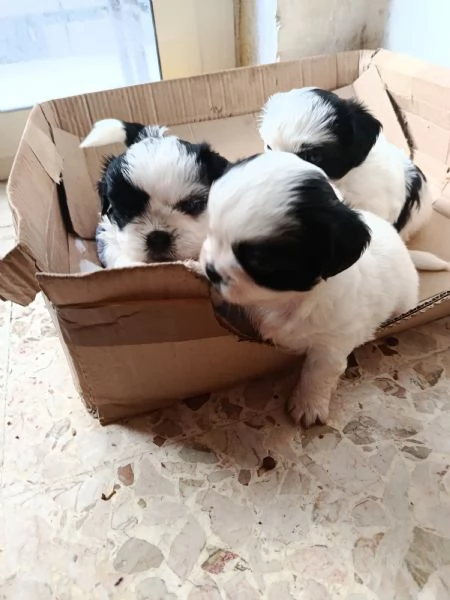 cuccioli  shitzu al 90  | Foto 2