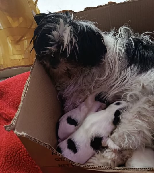 cuccioli  shitzu al 90  | Foto 1