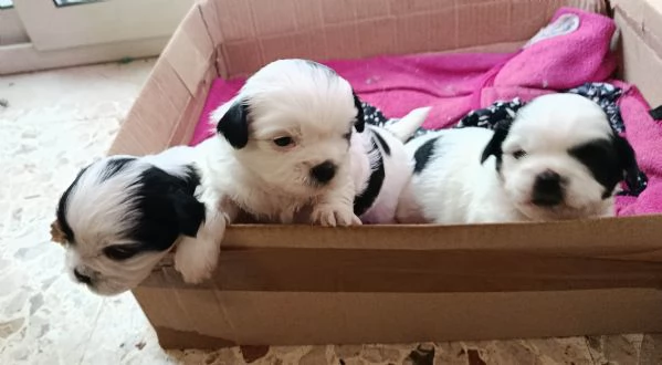 cuccioli  shitzu al 90  | Foto 0