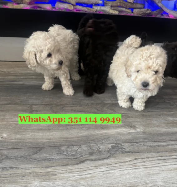 Cuccioli di barboncino di razza per adozione | Foto 1