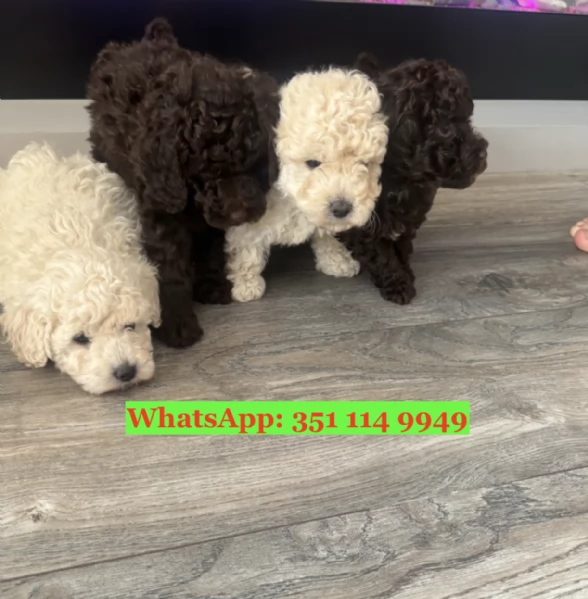 Cuccioli di barboncino di razza per adozione