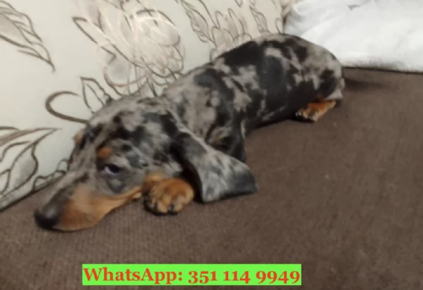 Cuccioli di Bassotto di razza per adozione | Foto 1