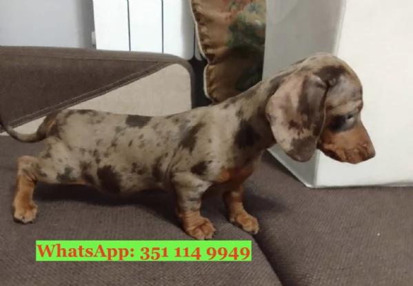 Cuccioli di Bassotto di razza per adozione