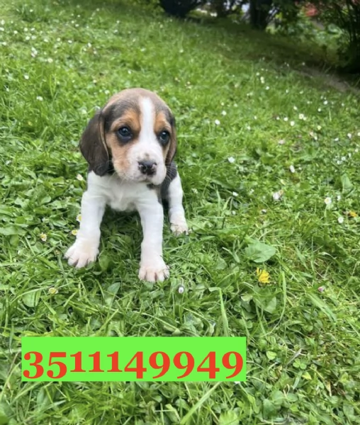 Cuccioli di Beagle di razza per adozione