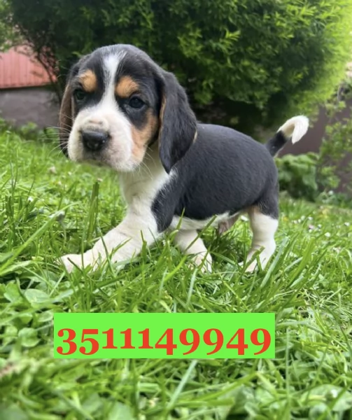 Cuccioli di Beagle di razza per adozione | Foto 2
