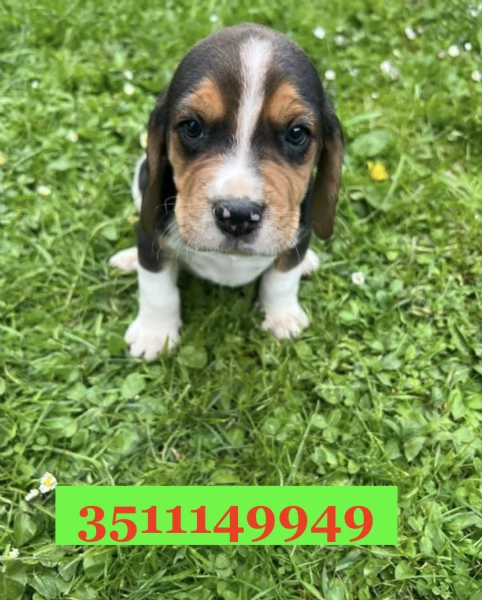 Cuccioli di Beagle di razza per adozione | Foto 1