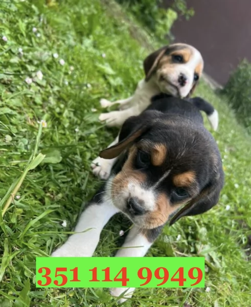 Cuccioli di Beagle di razza per adozione | Foto 0