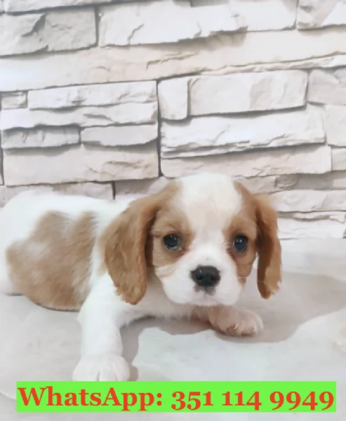 Cuccioli di Cavalier King di razza per adozione | Foto 0