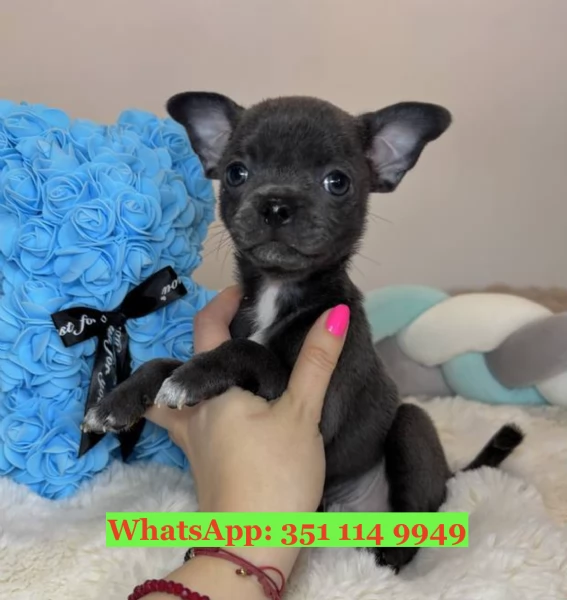 Cuccioli di Chihuahua di razza per adozione | Foto 1