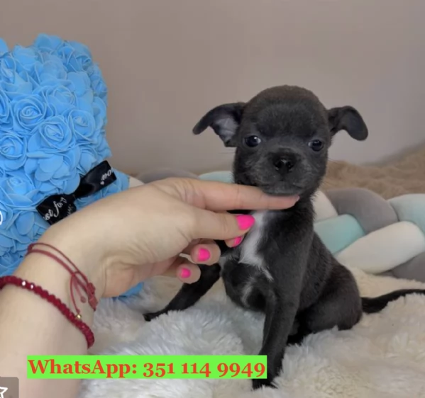Cuccioli di Chihuahua di razza per adozione