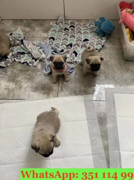 Cuccioli di Carlino di razza per adozione