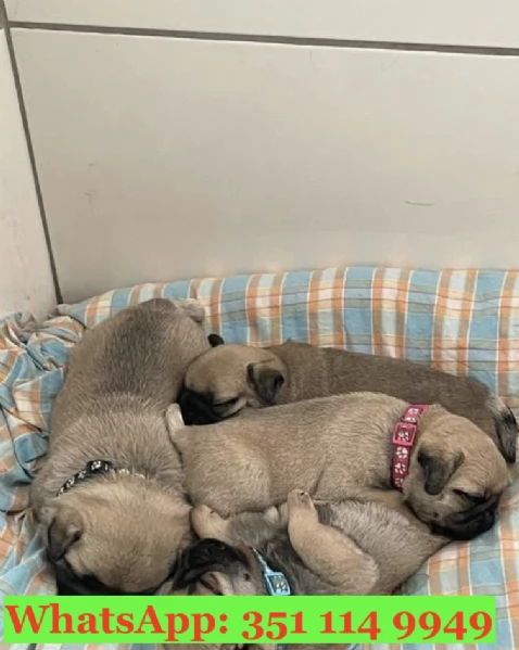 Cuccioli di Carlino di razza per adozione | Foto 0