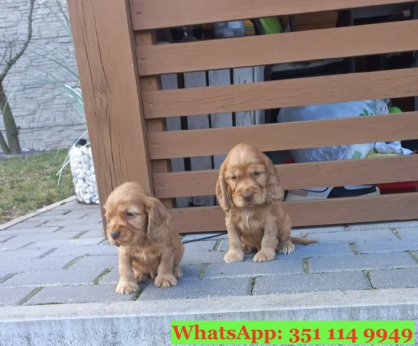 Cuccioli di Cocker Spaniel Inglese di razza per adozione