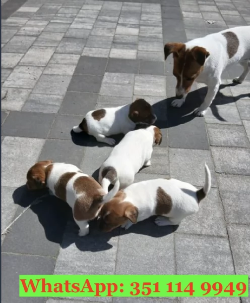 Cuccioli di Jack Russel di razza per adozione | Foto 2