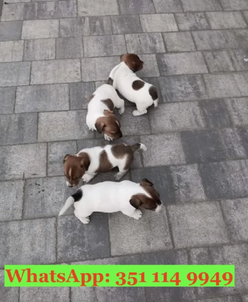 Cuccioli di Jack Russel di razza per adozione | Foto 1