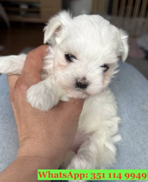 Cuccioli di Maltese di razza per adozione | Foto 2