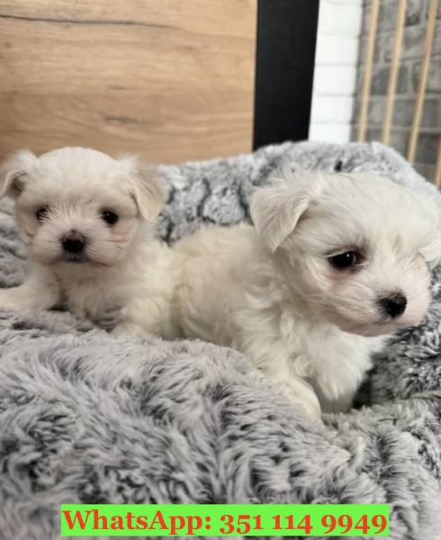 Cuccioli di Maltese di razza per adozione | Foto 0
