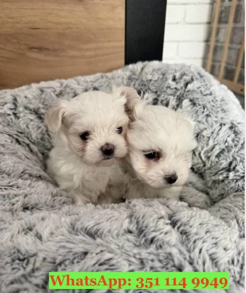 Cuccioli di Maltese di razza per adozione