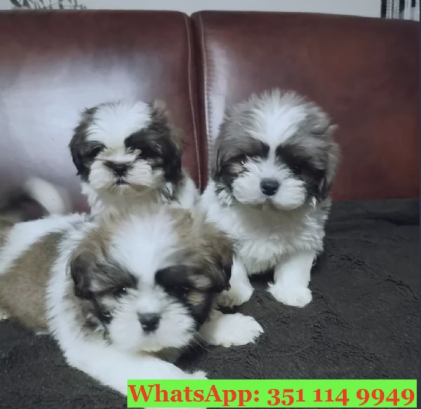 Cuccioli di Shitzu di razza per adozione | Foto 2