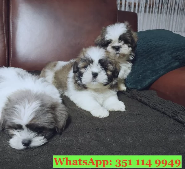 Cuccioli di Shitzu di razza per adozione | Foto 1