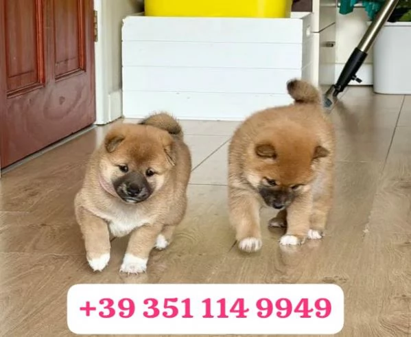 Cuccioli di Shiba Inu di razza per adozione