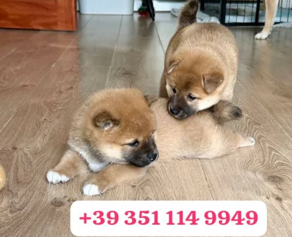 Cuccioli di Shiba Inu di razza per adozione | Foto 1