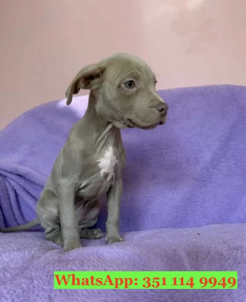 Cuccioli di Pitbull di razza per adozione | Foto 2