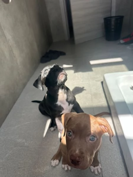 Pitbull di alta genealogia  | Foto 0