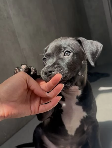 Pitbull di alta genealogia 