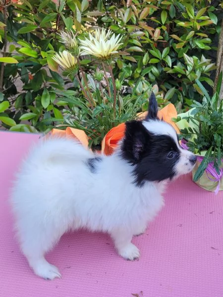 Cucciolo di razza taglia piccola | Foto 6