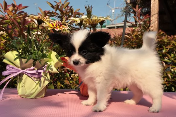 Cucciolo di razza taglia piccola | Foto 5