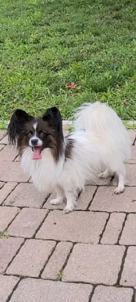 Cucciolo di razza taglia piccola | Foto 4