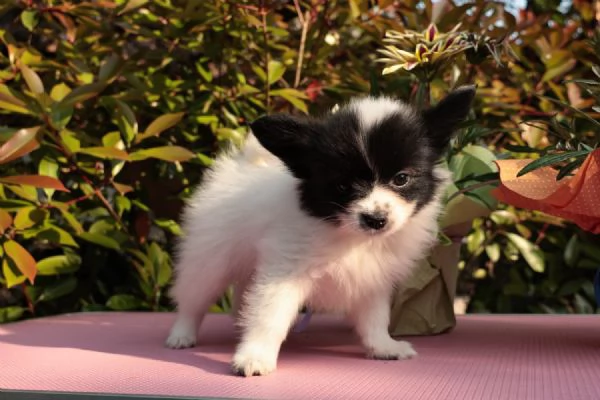 Cucciolo di razza taglia piccola | Foto 2